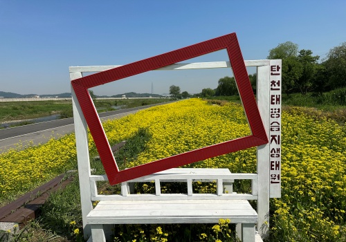 성남시 탄천 태평 습지생태원에 있는 4200㎡ 규모 유채꽃밭이 노란 물결을 이뤄 장관이다.